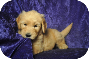 apache puppy playful